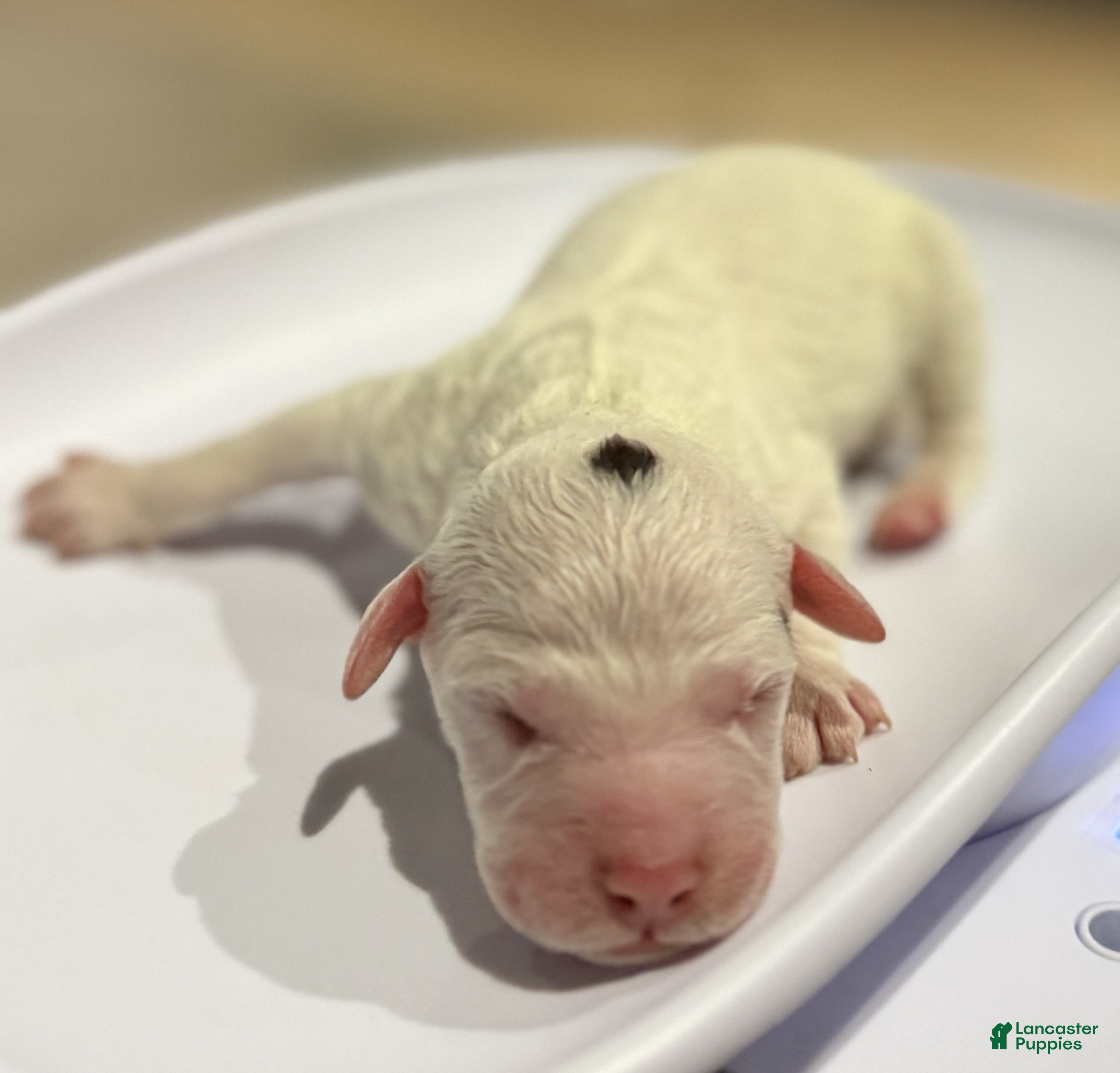 Lagotto Romagnolo dogs Lagotto Romagnolo Puppy 5 - Ad 3