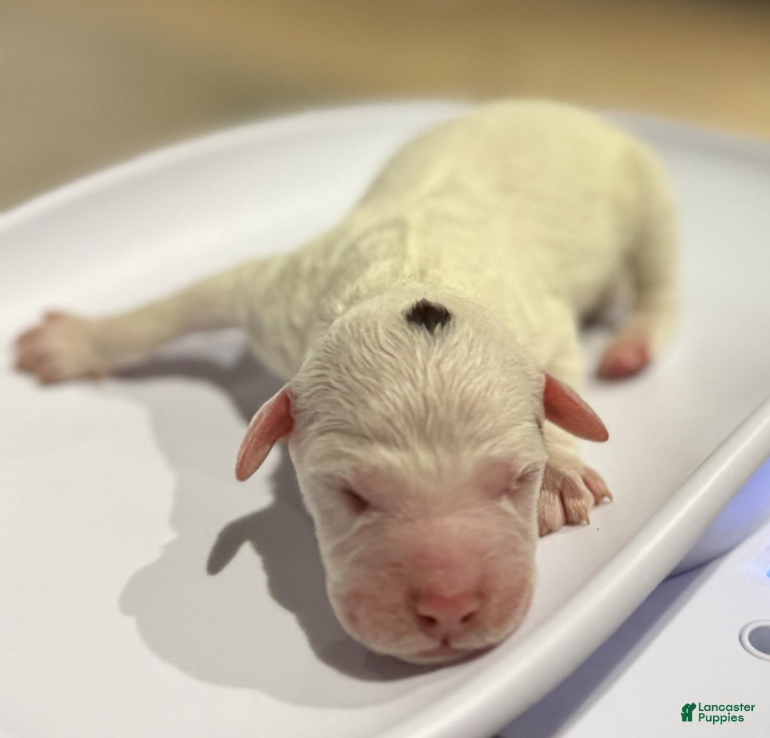 Lagotto Romagnolo dogs for sale: Lagotto Romagnolo Puppy 5 - Ad 1