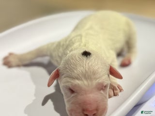 Lagotto Romagnolo dogs Lagotto Romagnolo Puppy 5 - Ad 7