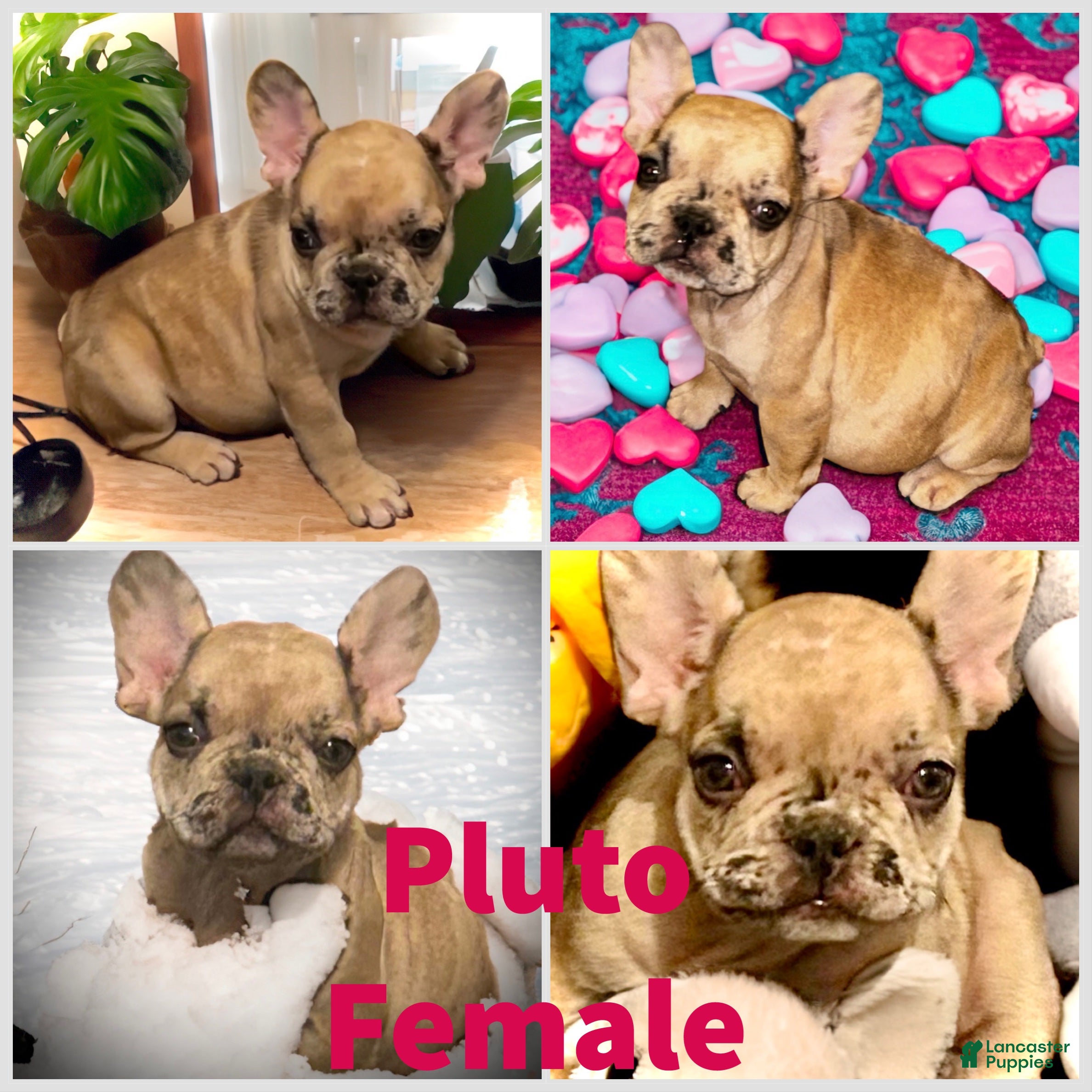 French Bulldog dogs Pluto - Ad 2