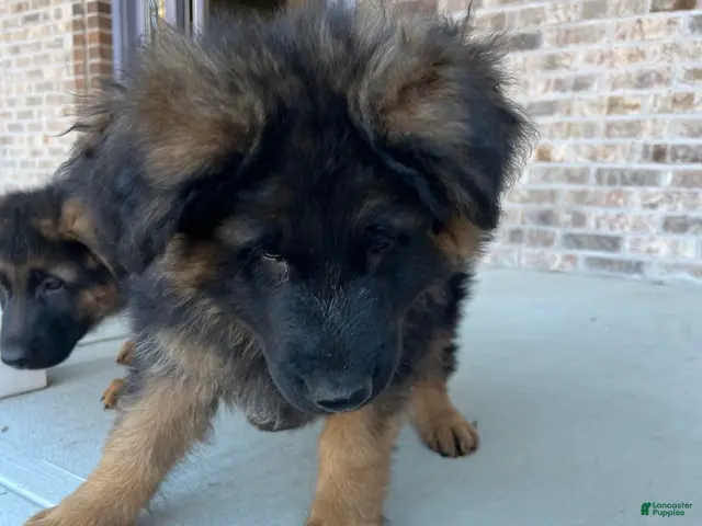 German Shepherd dogs for sale: Max - Ad 2