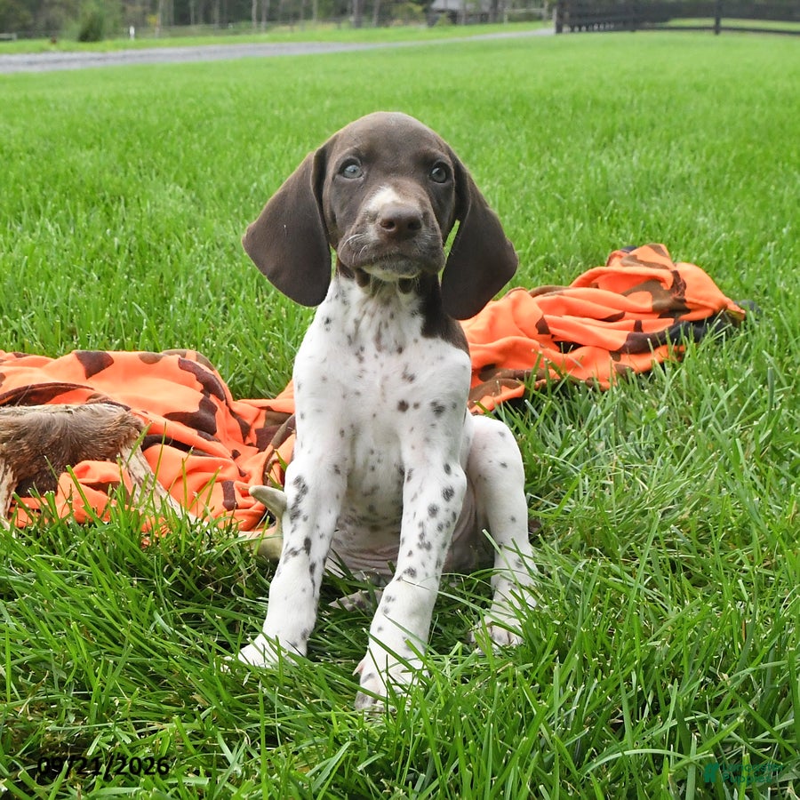 German Shorthaired Pointer dogs Spotty - Ad 2