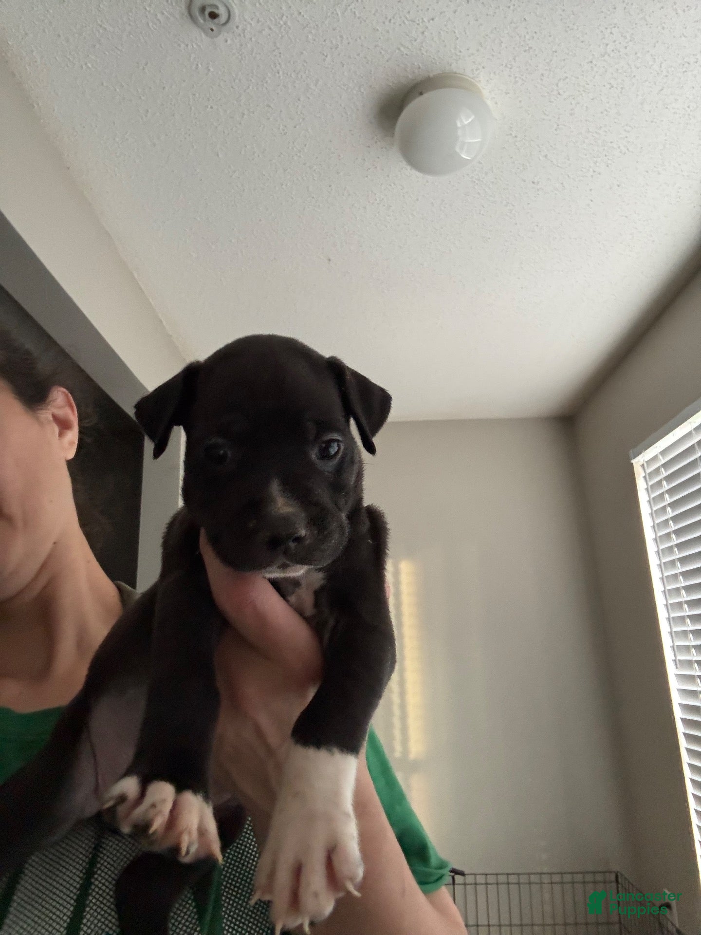 Mixed Breed dogs for sale: Mixed Breed 9 - Ad 10