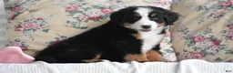Bernese Mountain Dog dogs for sale: Clover - Ad 9