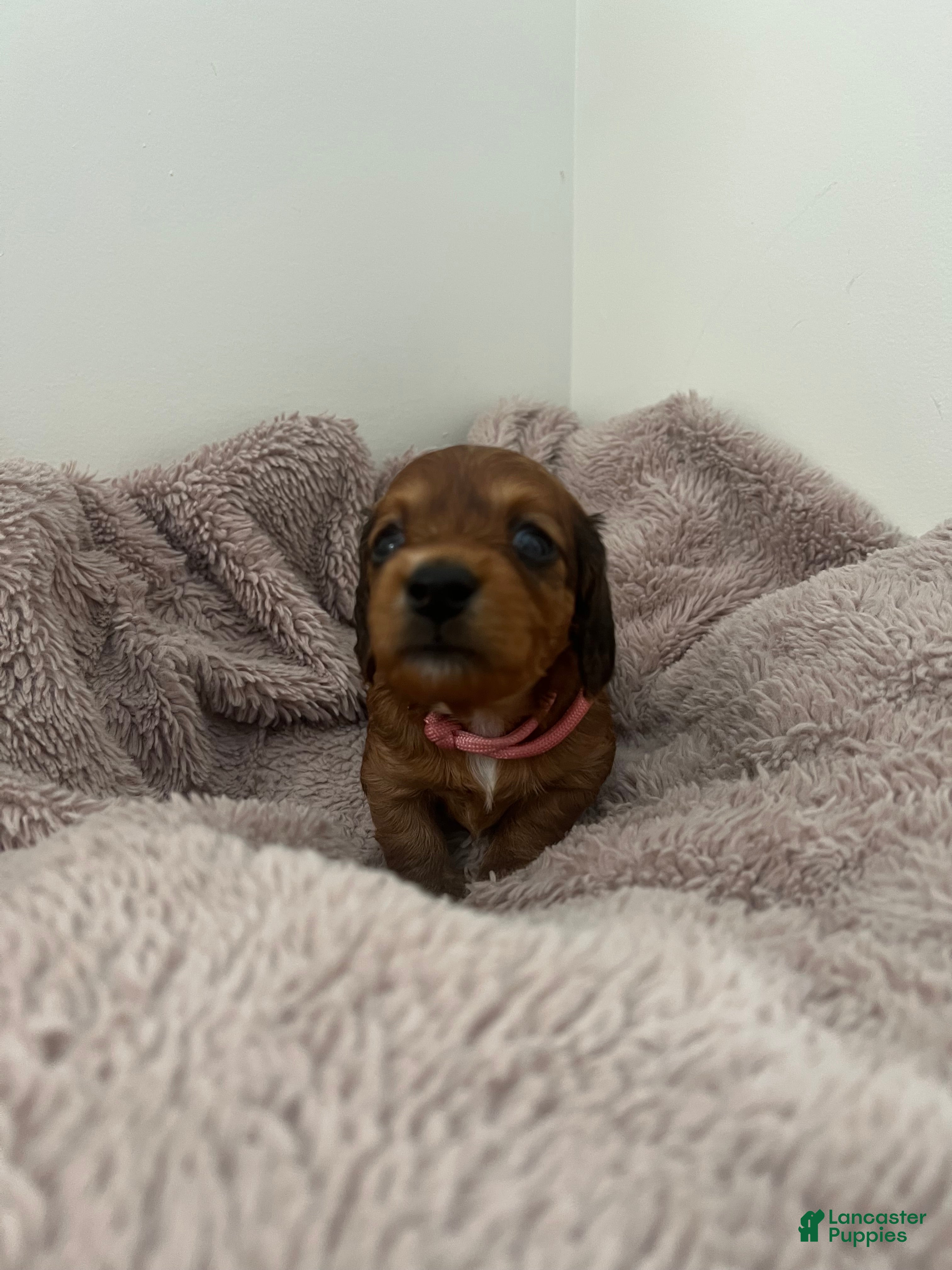 Miniature Dachshund dogs Lilly - Ad 1
