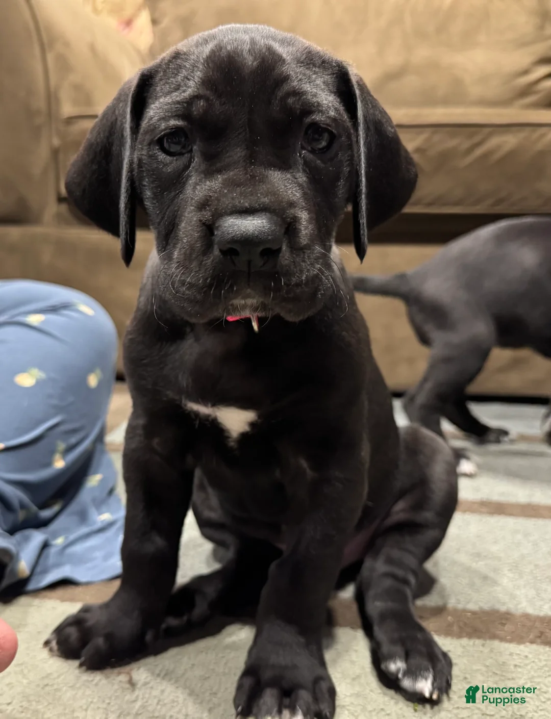 Great Dane dogs for sale: Tobie - Ad 23