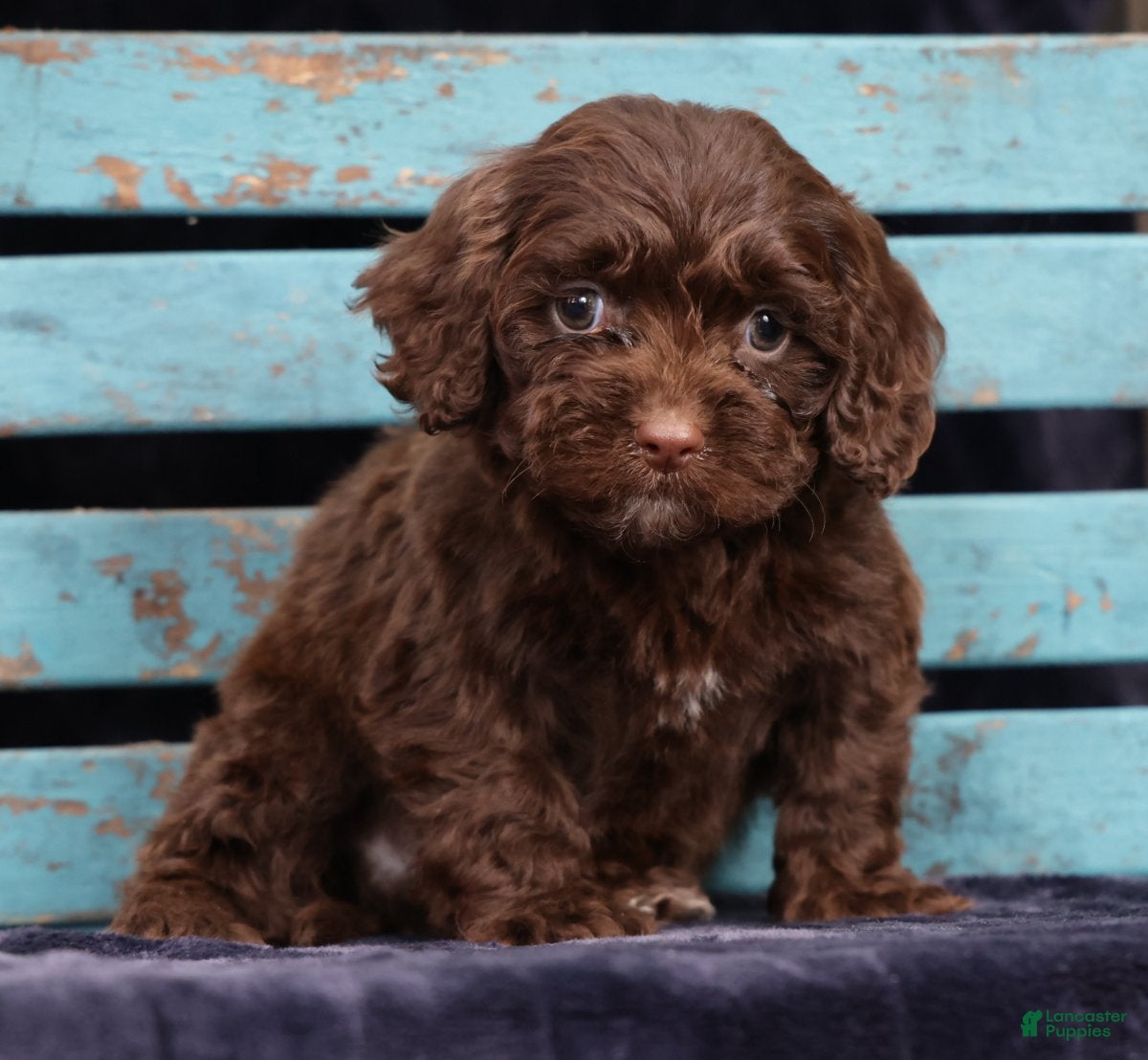 Cavapoo dogs Carson - Ad 2