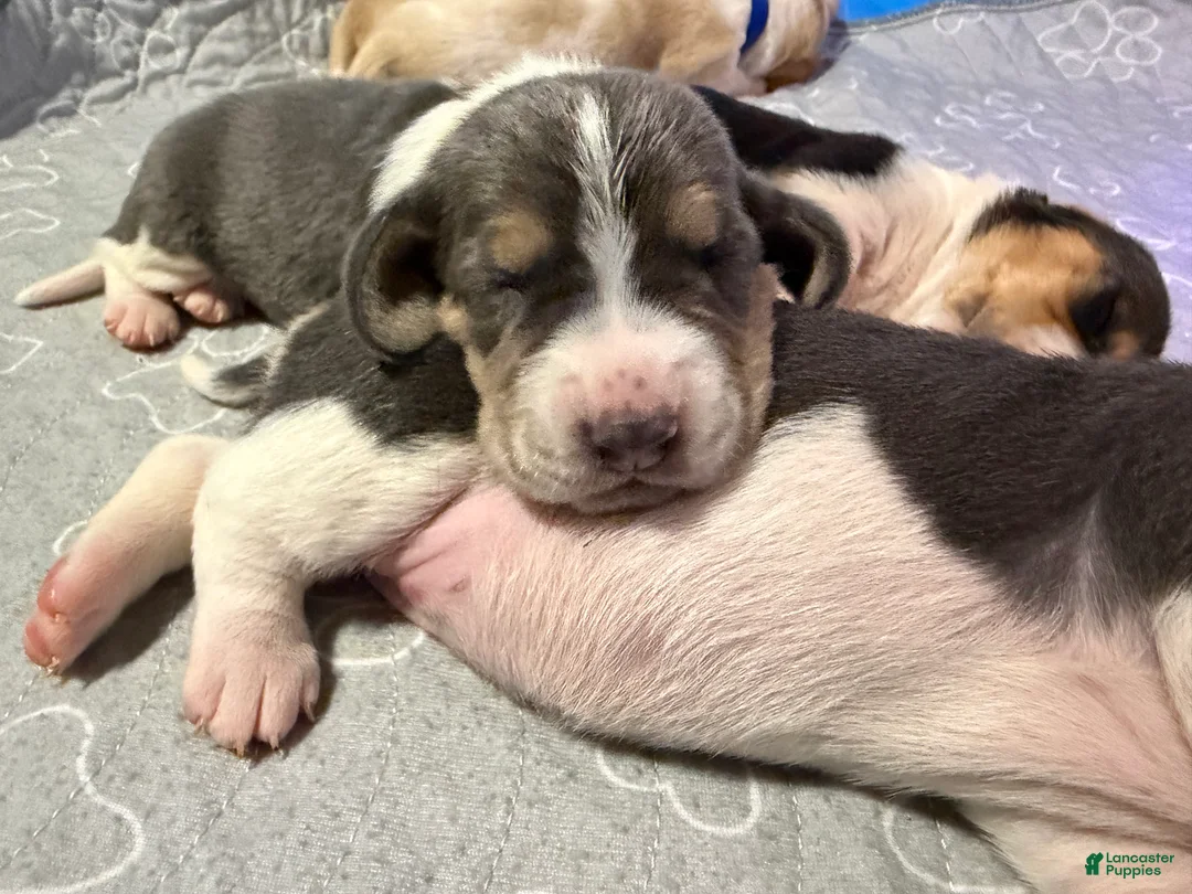 Basset Hound dogs for sale: Jaun Carlos- yellow - Ad 2