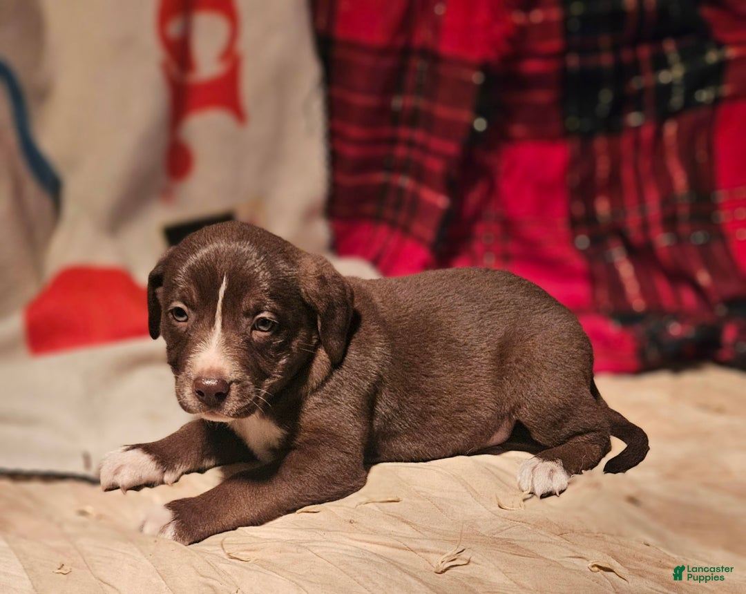 Border Collie dogs for sale: Dori - Ad 11