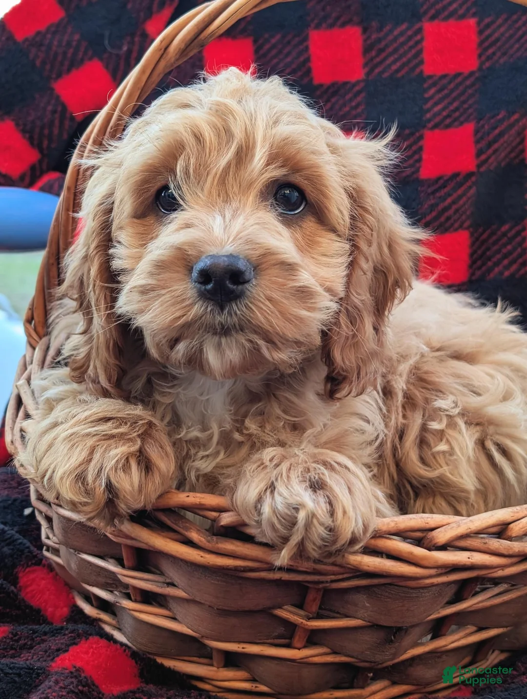 Cockapoo dogs for sale: Freddie - Ad 2