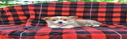 Welsh Corgi Pembroke dogs for sale: Pepper - Ad 2
