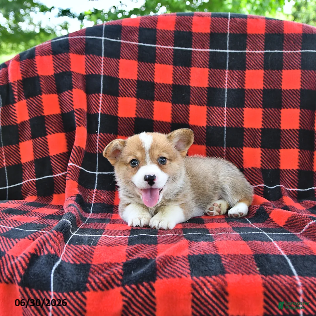 Welsh Corgi Pembroke dogs for sale: Pepper - Ad 2