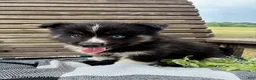 Pomsky dogs for sale: Max - Ad 3