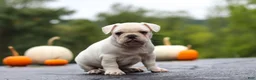French Bulldog dogs for sale: Sampson - Ad 5
