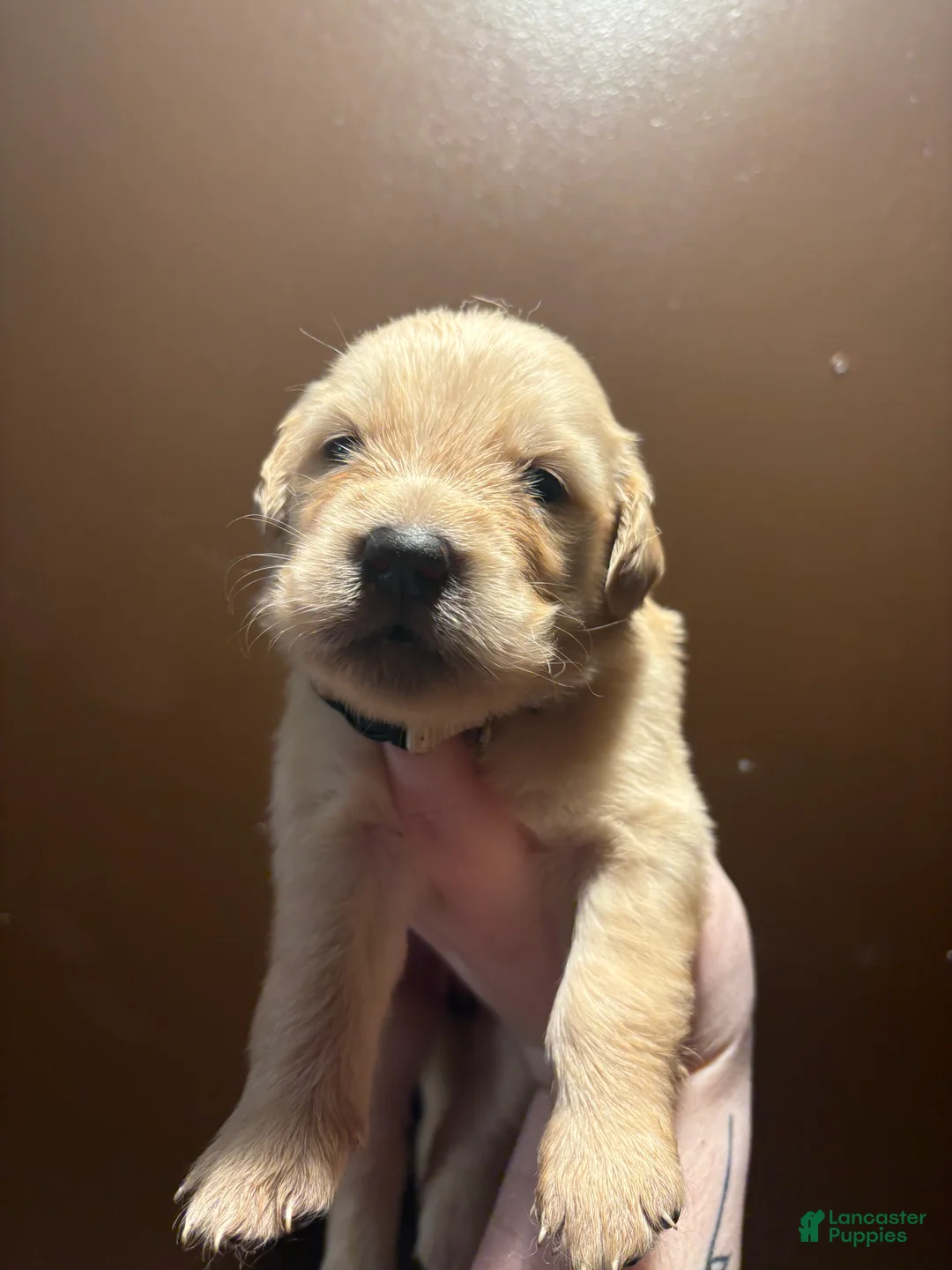 Golden Retriever dogs for sale: Biscotti - Ad 2