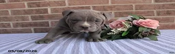 American Bully dogs for sale: Benny - Ad 4
