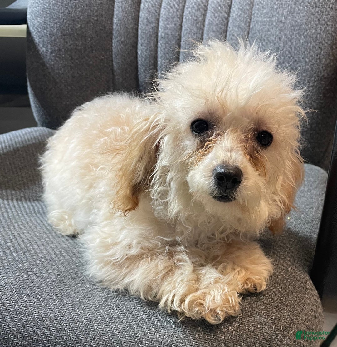 Toy Poodle dogs for sale: Leola - Ad 9