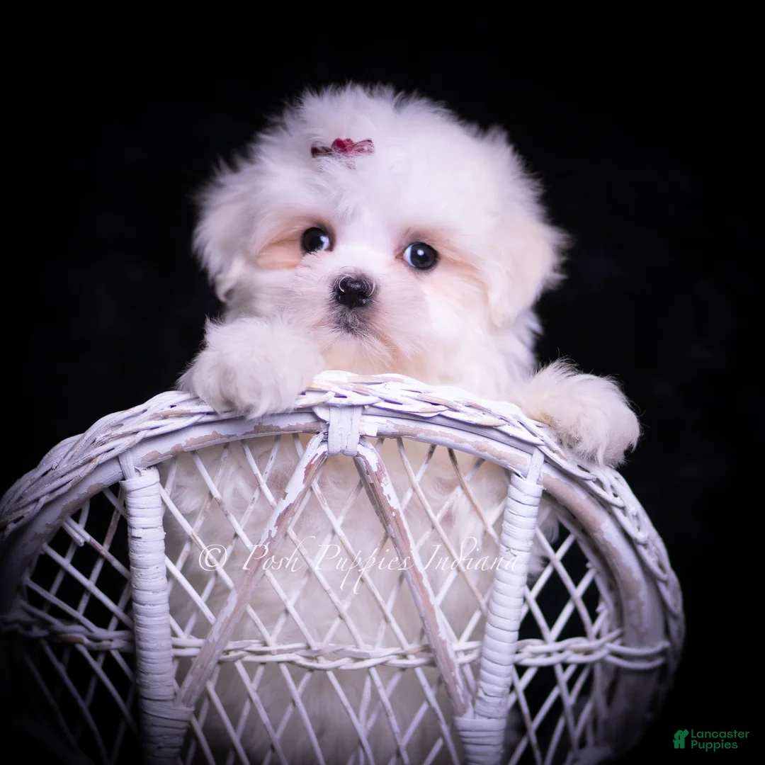 Maltese dogs for sale: Susie - Ad 6