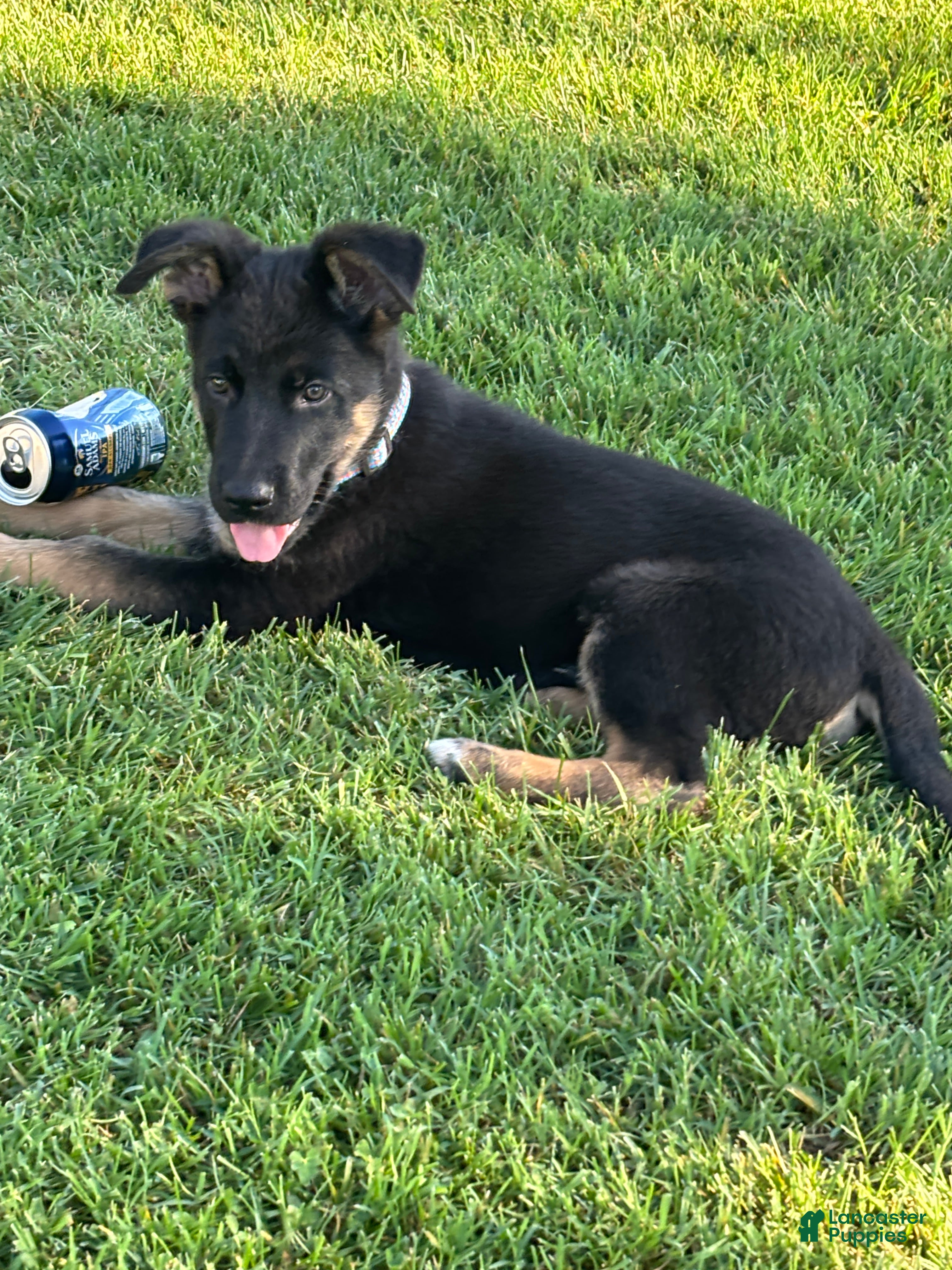 German Shepherd dogs Flair boy blue collar - Ad 1