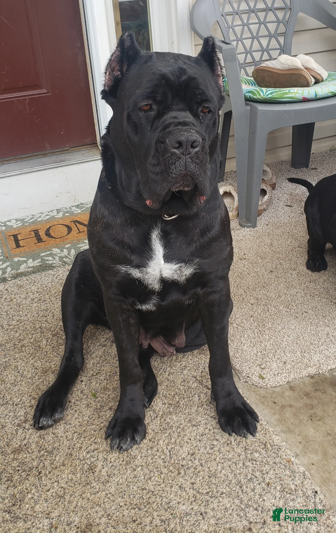 Cane Corso dogs for sale: Cane Corso Puppy 2 - Ad 2
