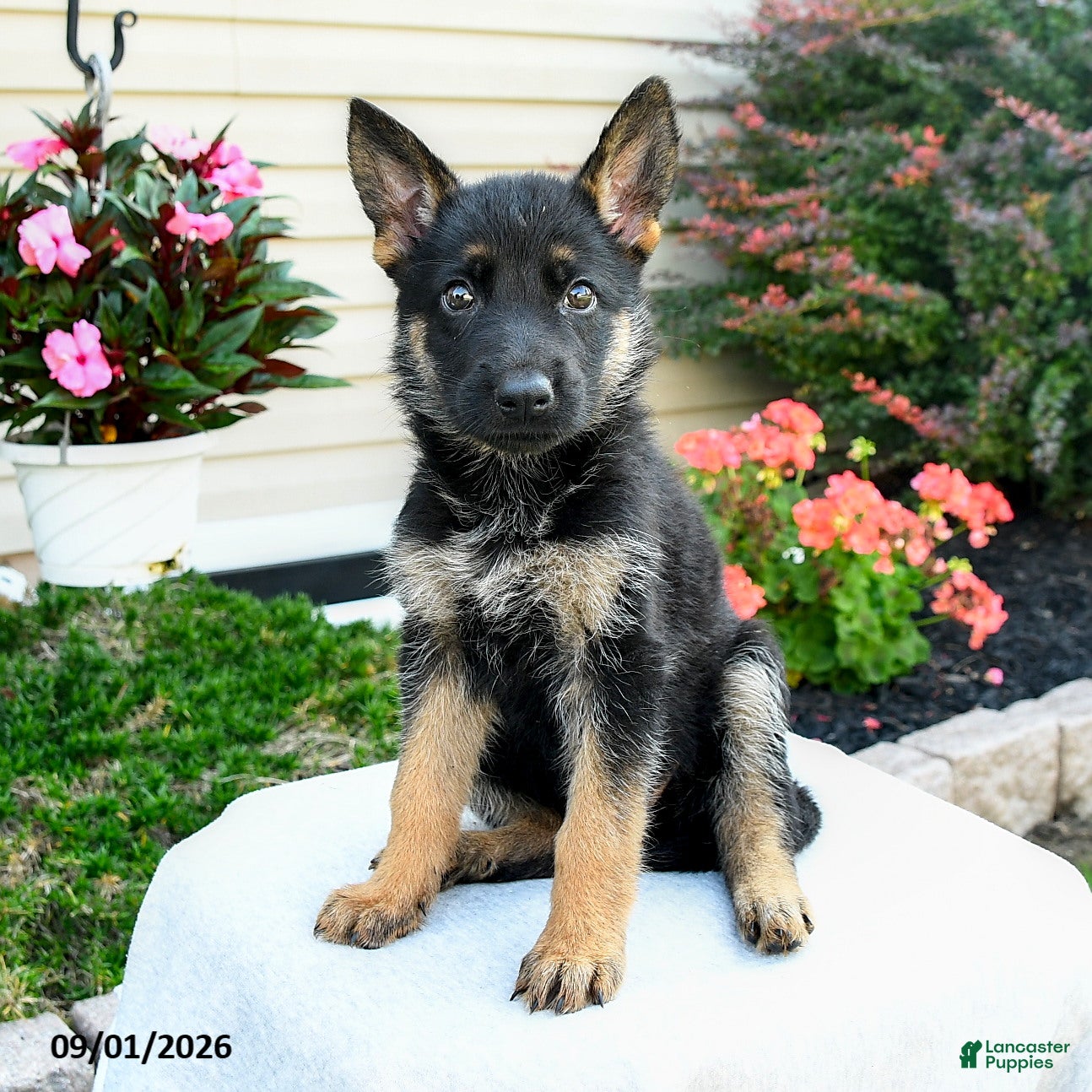 German Shepherd dogs Frida  - Ad 2