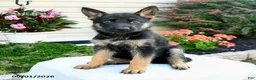 German Shepherd dogs for sale: Frida  - Ad 2