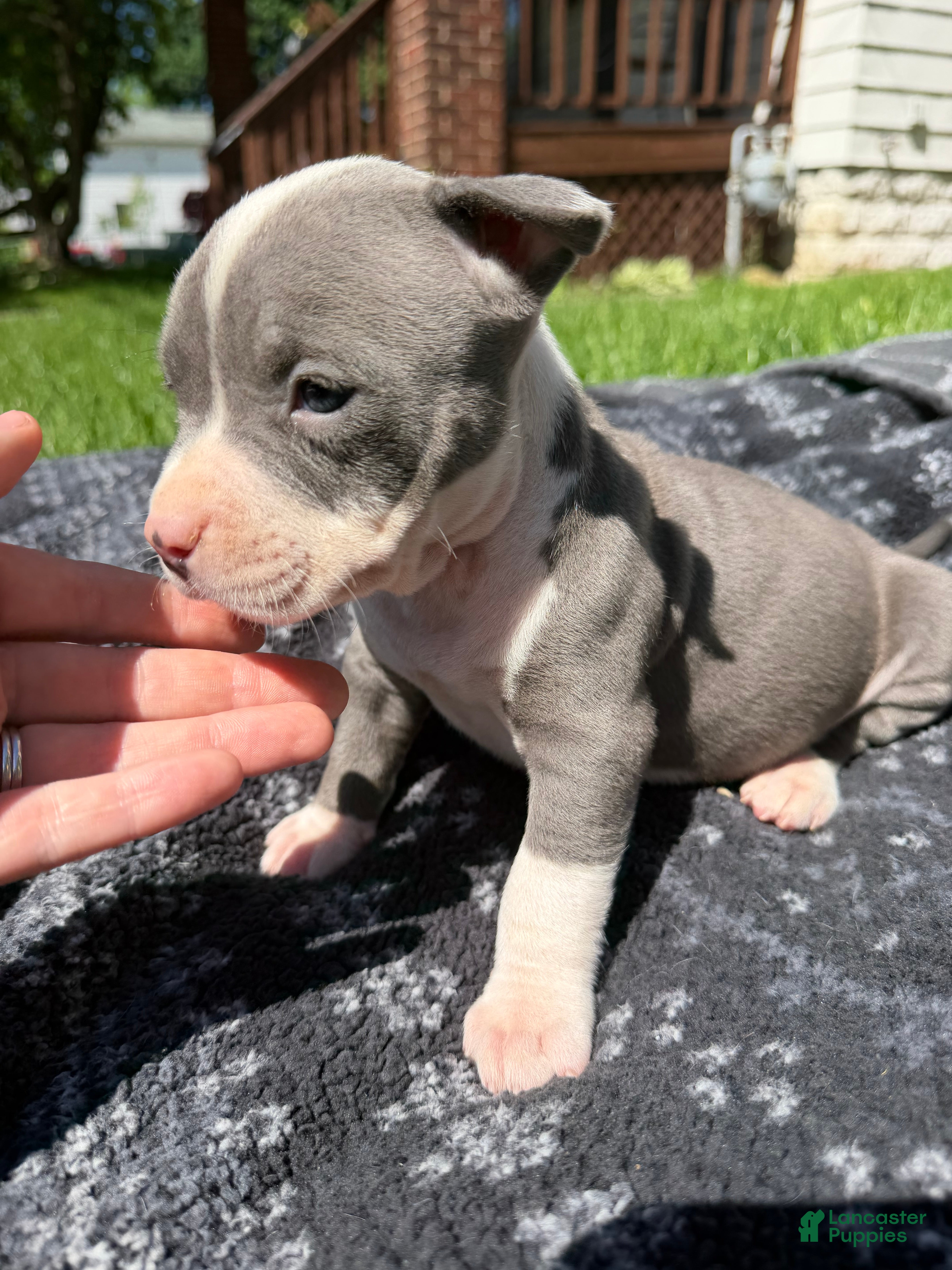 American Bully dogs Layla - Ad 2