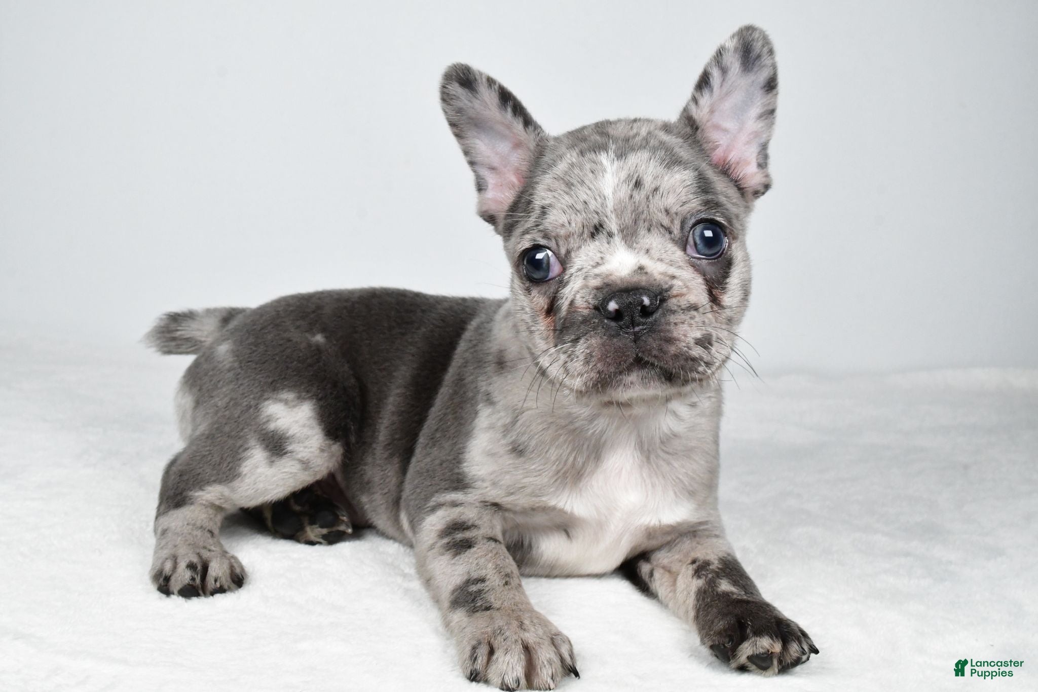 Frenchton dogs Franklin - Ad 1