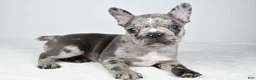 Frenchton dogs for sale: Franklin - Ad 1