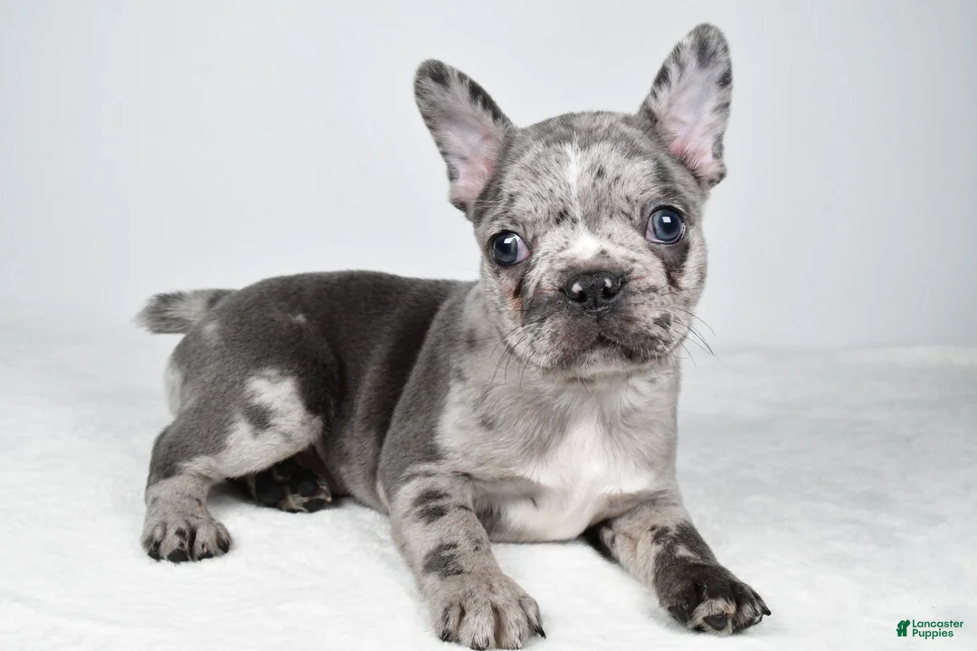 Frenchton dogs for sale: Franklin - Ad 1