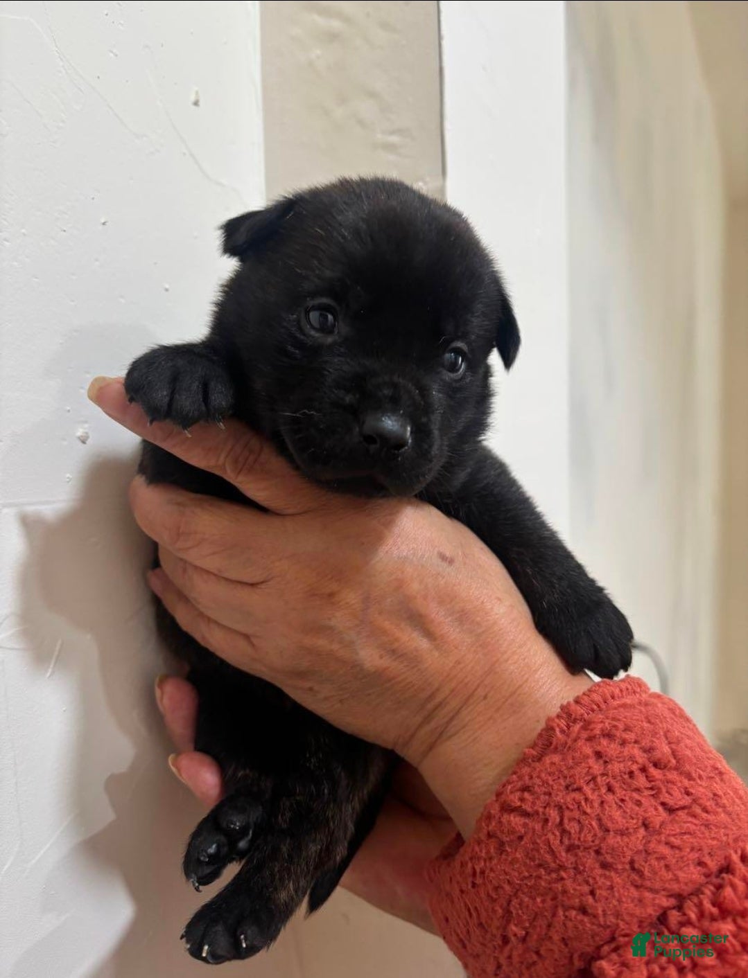 Mixed Breed dogs German shepherd/black lab Mixed Breed Puppy 3 - Ad 1