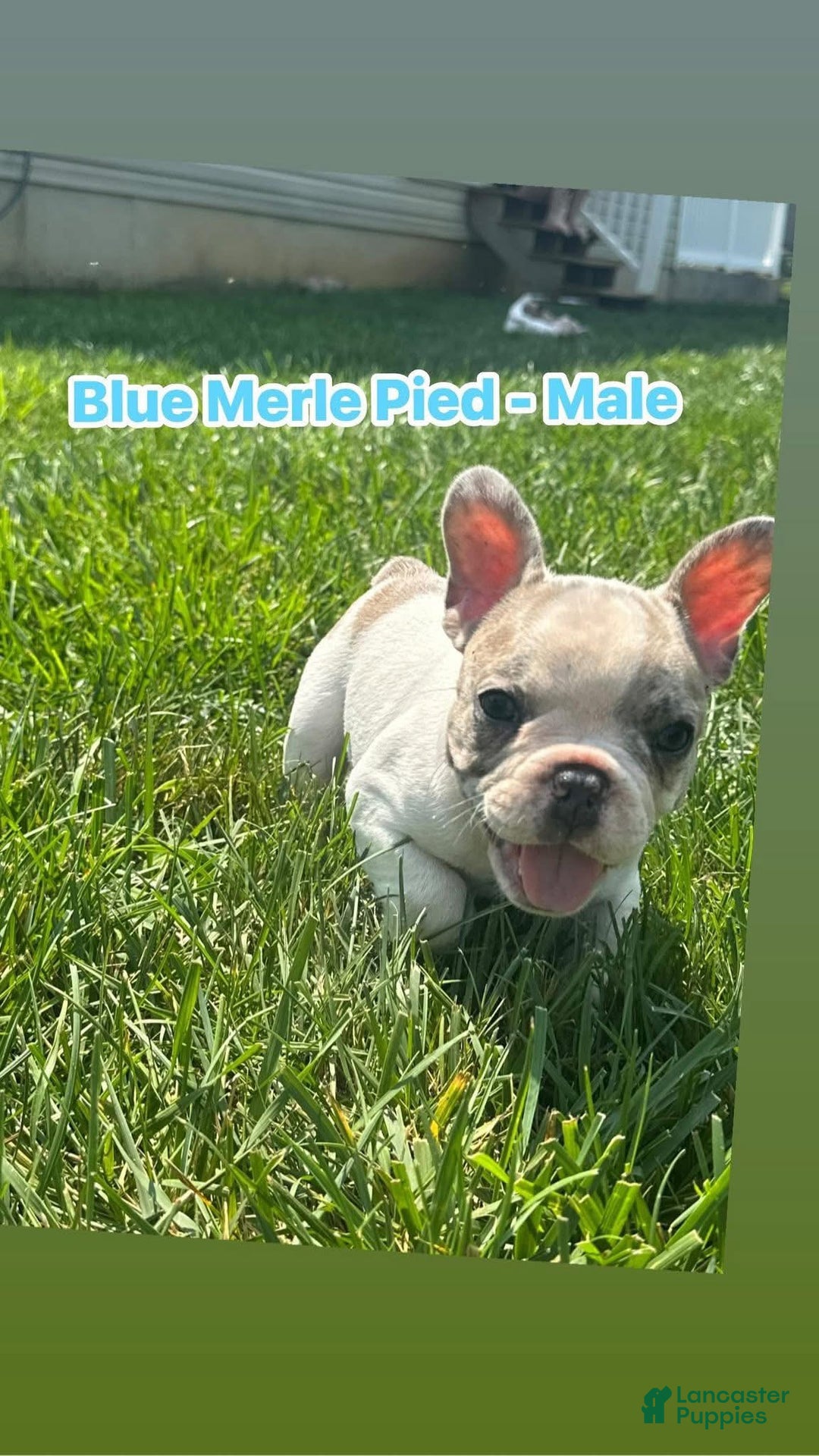 French Bulldog dogs for sale: Ricky  - Ad 3