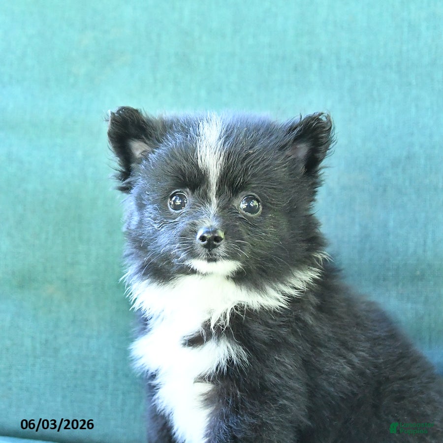Pomeranian dogs for sale: Truffle  - Ad 3