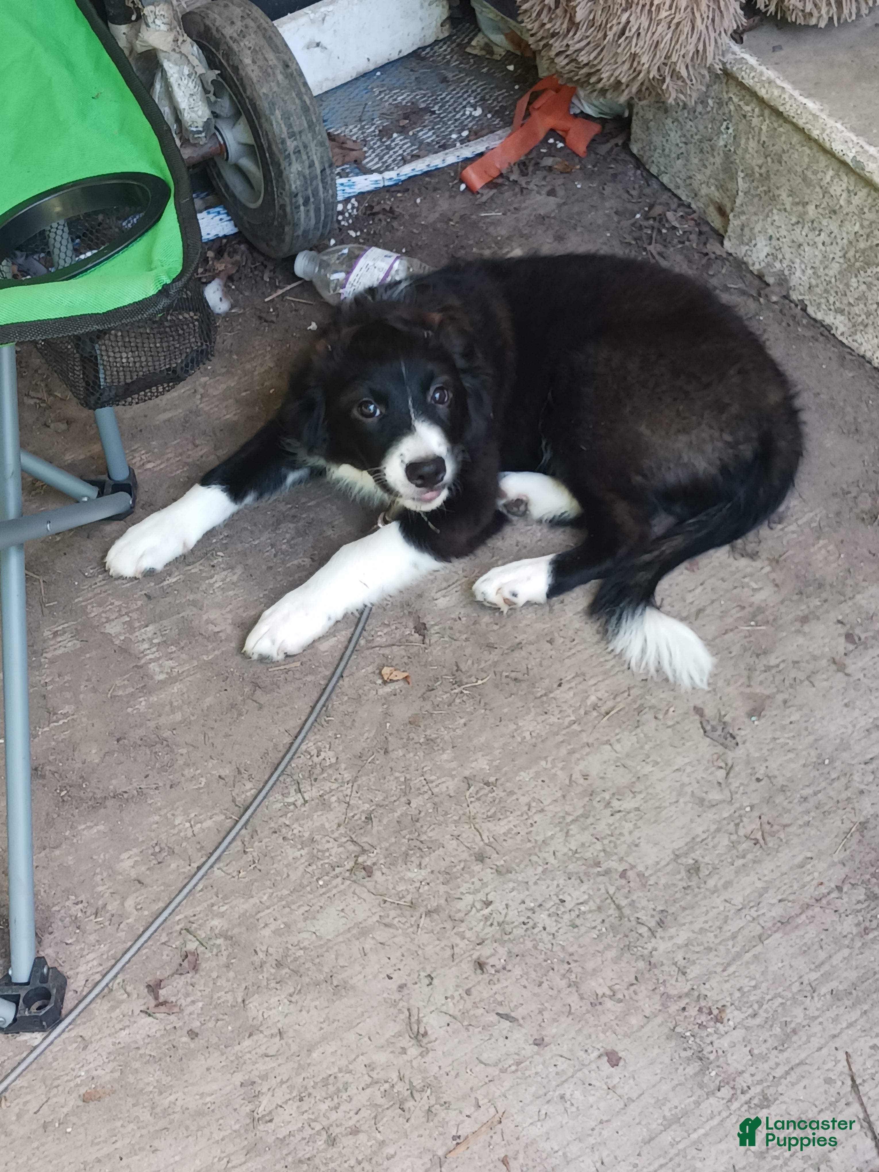 Mixed Breed dogs Shadow - Ad 2