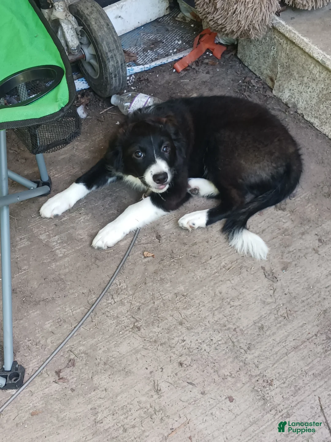 Mixed Breed dogs for sale: Shadow - Ad 2