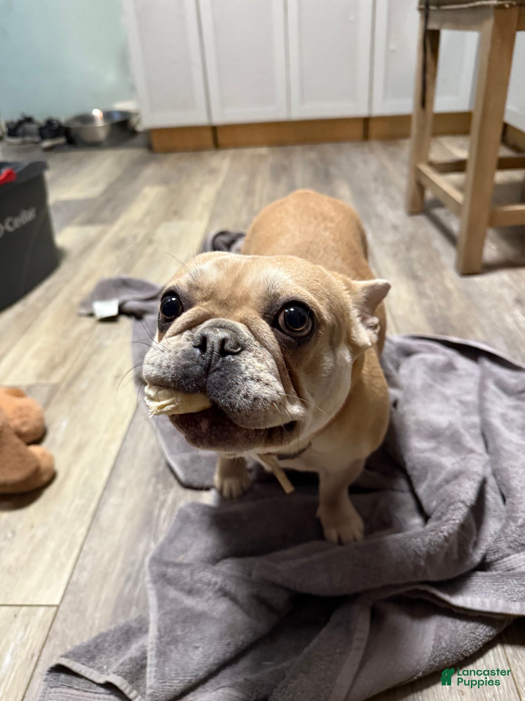 French Bulldog dogs for sale: Piper - Ad 2