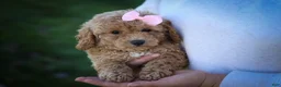 Bichpoo dogs for sale: Nessa Rose🎀 - Ad 8