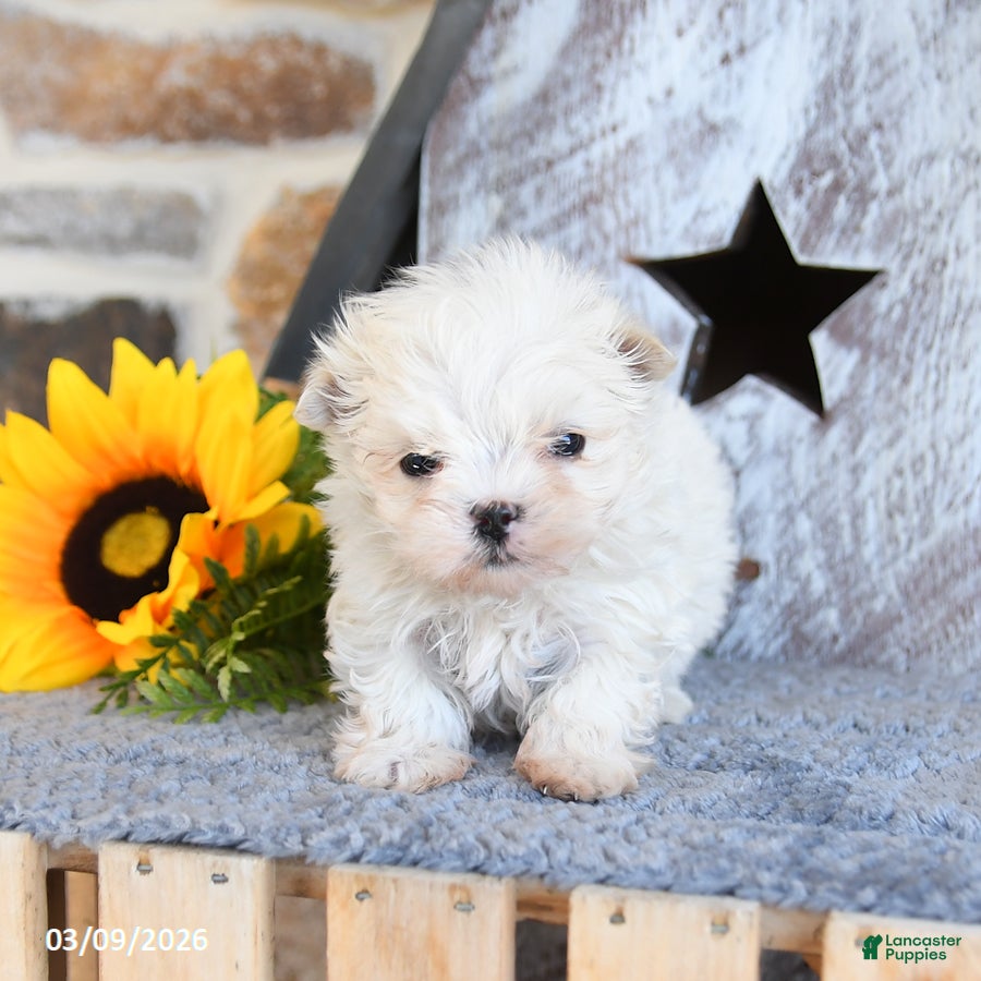 Maltipom dogs Milo - Ad 2