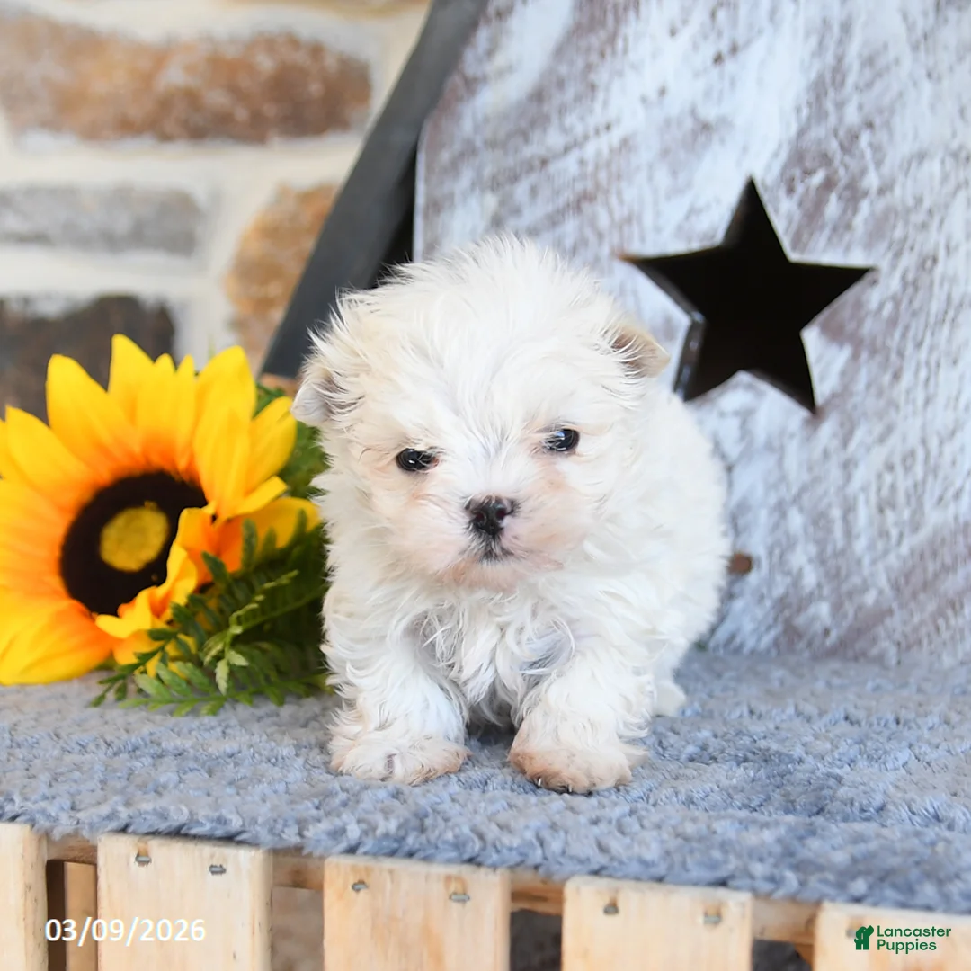 Maltipom dogs for sale: Milo - Ad 2