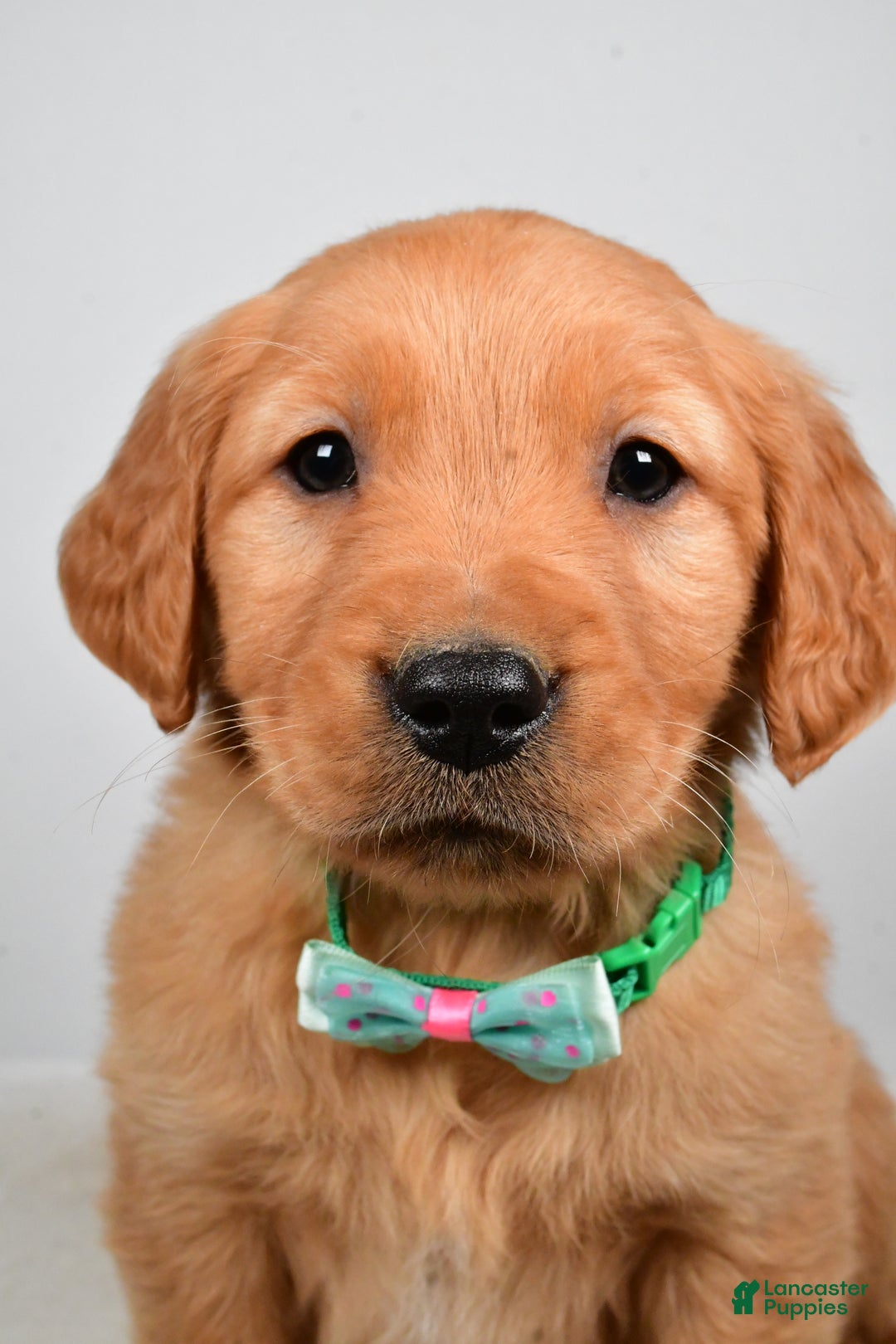 Golden Retriever dogs for sale: Kaden - Ad 7