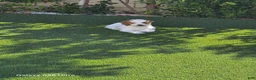 Goldendoodle dogs for sale: Goldendoodle 1 - Ad 1