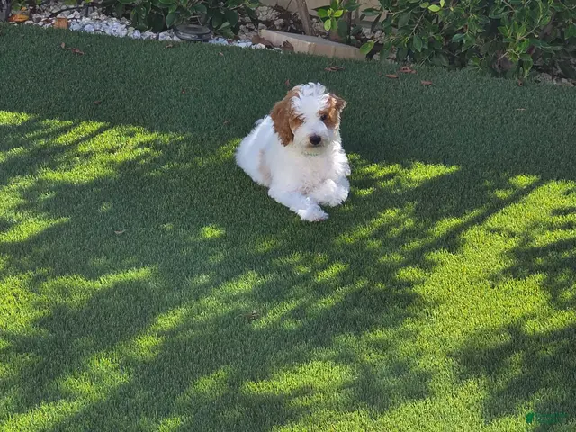 Goldendoodle dogs for sale: Goldendoodle 1 - Ad 17