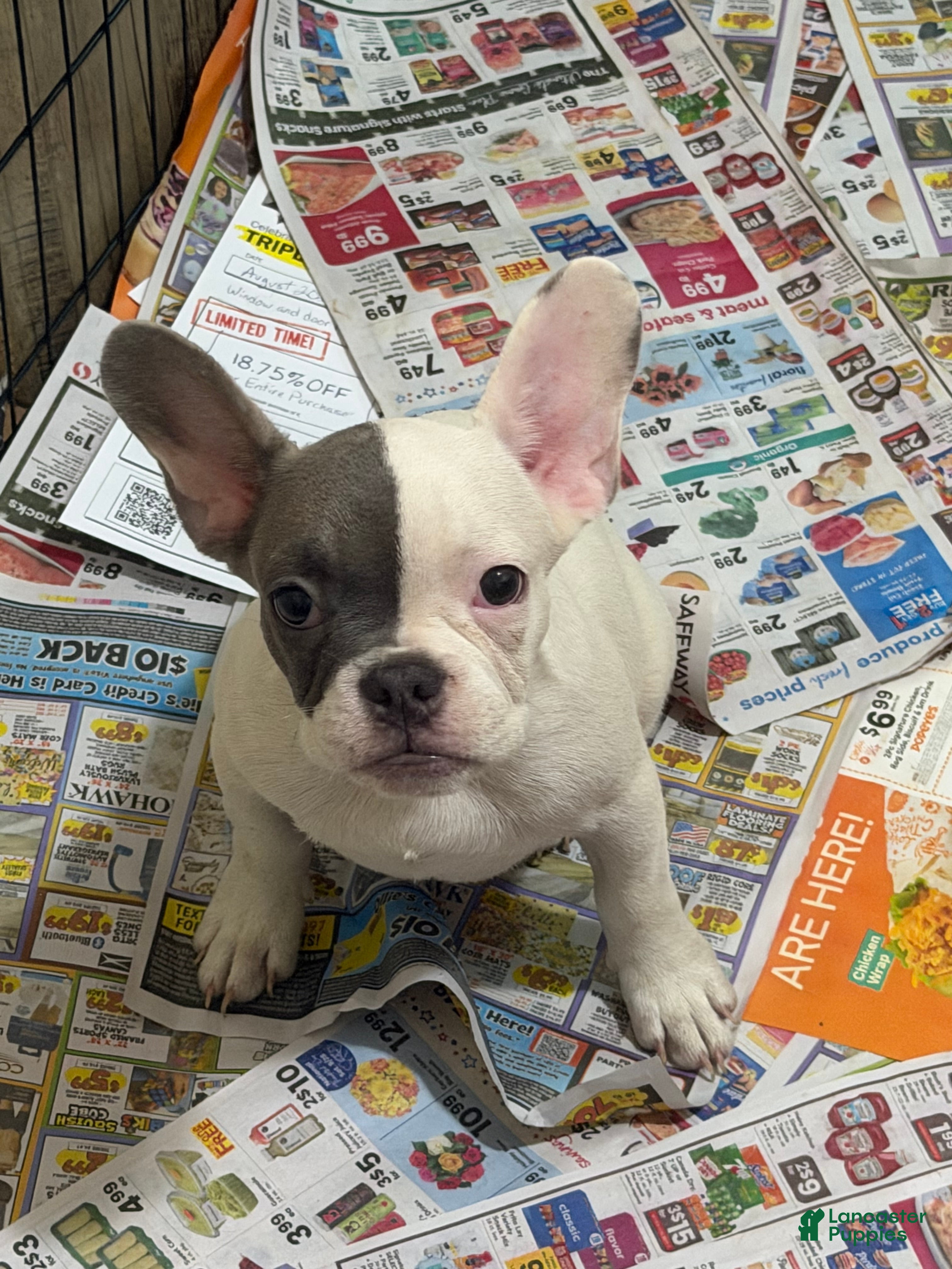 French Bulldog dogs Facee - Ad 2