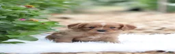 Cavapoo dogs for sale: Tosco - Ad 2