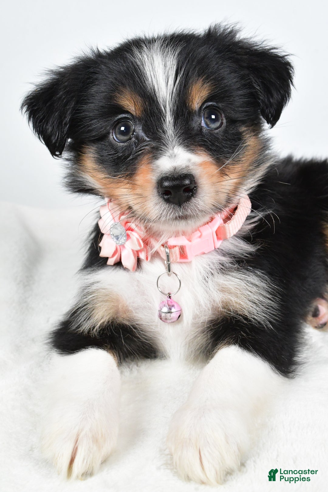 Miniature Australian Shepherd dogs for sale: Jean - Ad 5