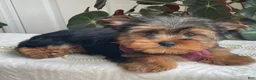 Yorkshire Terrier dogs for sale: Flo - Ad 18