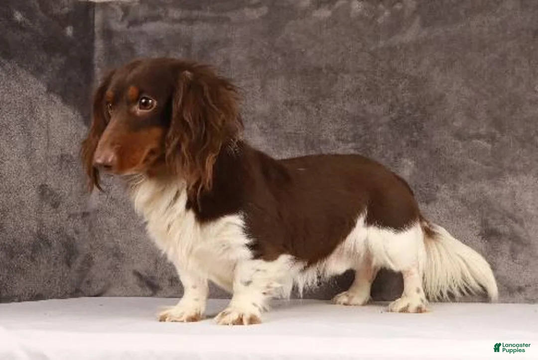 Dachshund dogs for sale: Theo - Ad 12