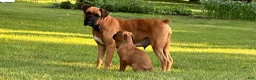 Boxer dogs for sale: Boxer 3 - Ad 11