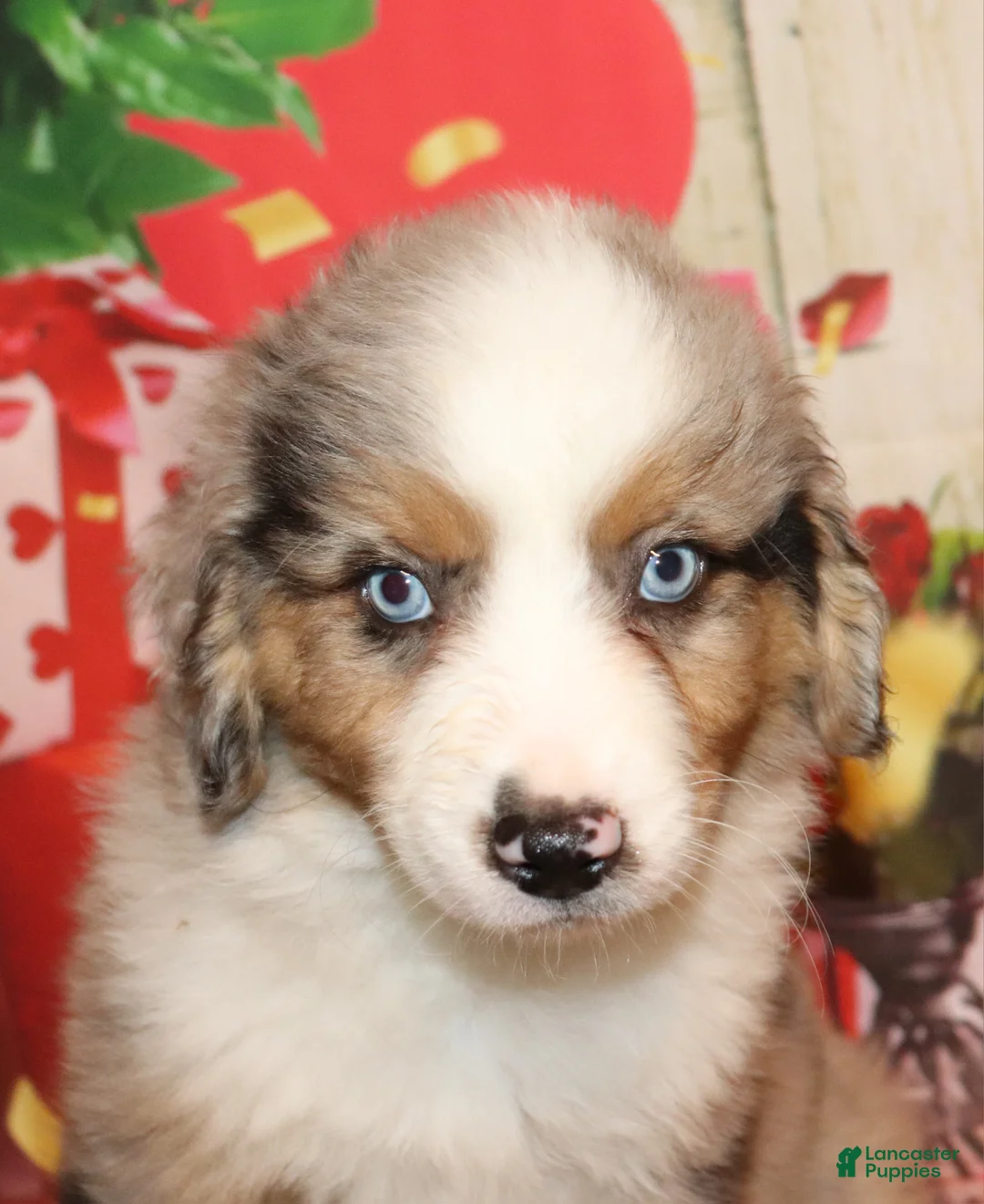 Miniature Australian Shepherd dogs for sale: Turner - Ad 1