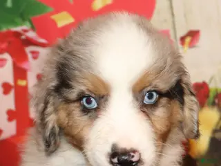 Miniature Australian Shepherd dogs for sale: Turner - Ad 2